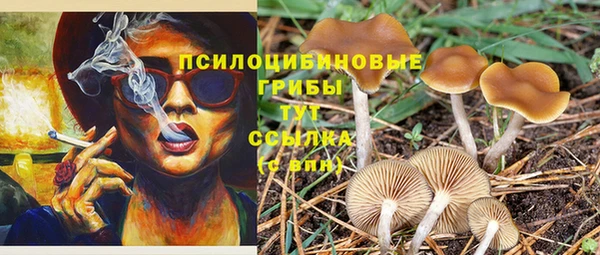 PSILOCYBIN Зеленодольск