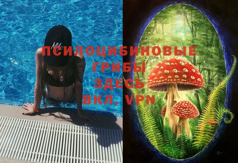 кракен tor  Алейск  Псилоцибиновые грибы Magic Shrooms 